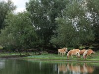 NL, Gelderland, Druten, Afferdensche en Deestsche Waarden 35, Saxifraga-Hans Boll