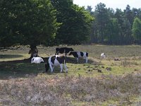 NL, Gelderland, Ede, Wekeromse zand 1, Saifraga-Jan Nijendijk