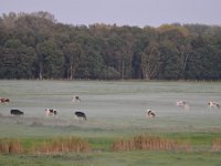 NL, Limburg, Weert, Weerterbos 1, Saxifraga-Tom Heijnen