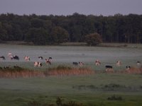 NL, Limburg, Weert, Weerterbos 2, Saxifraga-Tom Heijnen