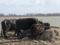 NL, Noord-Brabant, Altena, Japewaard, Waterbuffel 4, Saxifraga-Willem van Kruijsbergen