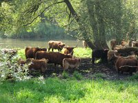 NL, Noord-Brabant, Altena, Keesjes Killeke 1, Saxifraga-Bart Vastenhouw