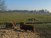 NL, Noord-Brabant, Altena, Polder Keizersguldenwaard 1, Saxifraga-Jan van der Straaten