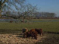 NL, Noord-Brabant, Altena, Polder Keizersguldenwaard 3, Saxifraga-Jan van der Straaten