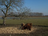 NL, Noord-Brabant, Altena, Polder Keizersguldenwaard 4, Saxifraga-Jan van der Straaten