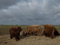 NL, Noord-Brabant, Altena, Polder Keizersguldenwaard 8, Saxifraga-Jan van der Straaten