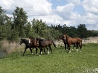 NL, Noord-Brabant, Altena, Polder Lange Plaat 29, Saxifraga-Willem van Kruijsbergen