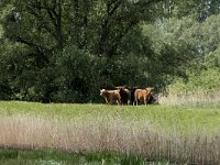 NL, Noord-Brabant, Altena, Polder Lange Plaat 33, Saxifraga-Willem van Kruijsbergen