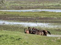 NL, Noord-Brabant, Altena, Polder Lange Plaat 42, Saxifraga-Willem van Kruijsbergen