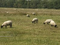 NL, Noord-Brabant, Boxtel, Banisveld 1, Saxifraga-Jan van der Straaten