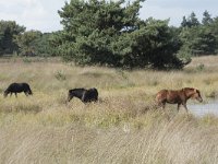 NL, Noord-Brabant, Boxtel, Kampina, Kromvennen 3, Saxifraga-Willem van Kruijsbergen