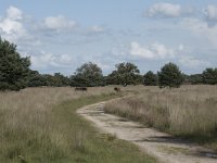 NL, Noord-Brabant, Boxtel, Kampina, Pindreef 5, Saxifraga-Willem van Kruijsbergen