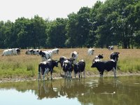 NL, Noord-Brabant, Goirle, Regte Heide, mere 15, Saxifraga-Willem van Kruijsbergen