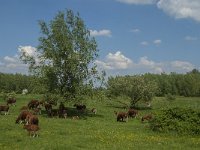 NL, Noord-Brabant, Oss, Middelwaard 15, Saxifraga-Jan van der Straaten