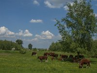 NL, Noord-Brabant, Oss, Middelwaard 16, Saxifraga-Jan van der Straaten