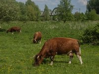 NL, Noord-Brabant, Oss, Middelwaard 19, Saxifraga-Jan van der Straaten