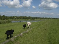 NL, Noord-Brabant, Steenbergen, Dintelse Gorzen 17, Saxifraga-Jan van der Straaten