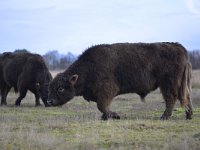 NL, Noord-Brabant, Valkenswaard, Plateaux-Hageven 9, Saxifraga-Tom Heijnen