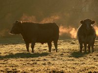 NL, Noord-Brabant, Veldhoven, Berkt 1, Saxifraga-Tom Heijnen