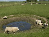 NL, Noord-Holland, Texel, De Hooge Berg 10, Saxifraga-Jan van der Straaten