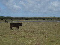 NL, Noord-Holland, Texel, De Muy 22, Saxifraga-Willem van Kruijsbergen