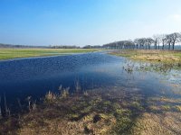 NL, Drenthe, Westerveld, Oude Willem 15, Saxifraga-Hans Dekker