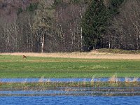 NL, Drenthe, Westerveld, Oude Willem 16, Saxifraga-Hans Dekker