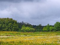 NL, Drenthe, Westerveld, Oude Willem 17, Saxifraga-Hans Dekker