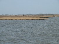 NL, Flevoland, Lelystad, Oostvaardersplassen 100, Saxifraga-Willem van Kruijsbergen