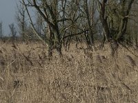 NL, Flevoland, Lelystad, Oostvaardersplassen 11, Saxifraga-Willem van Kruijsbergen