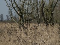 NL, Flevoland, Lelystad, Oostvaardersplassen 13, Saxifraga-Willem van Kruijsbergen