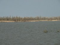 NL, Flevoland, Lelystad, Oostvaardersplassen 14, Saxifraga-Willem van Kruijsbergen