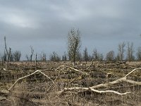 NL, Flevoland, Lelystad, Oostvaardersplassen 20, Saxifraga-Willem van Kruijsbergen