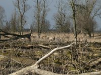 NL, Flevoland, Lelystad, Oostvaardersplassen 21, Saxifraga-Willem van Kruijsbergen