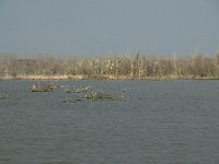 NL, Flevoland, Lelystad, Oostvaardersplassen 24, Saxifraga-Willem van Kruijsbergen