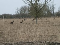 NL, Flevoland, Lelystad, Oostvaardersplassen 26, Saxifraga-Willem van Kruijsbergen