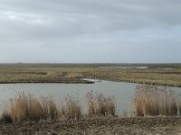 NL, Flevoland, Lelystad, Oostvaardersplassen 29, Saxifraga-Willem van Kruijsbergen