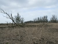 NL, Flevoland, Lelystad, Oostvaardersplassen 35, Saxifraga-Willem van Kruijsbergen