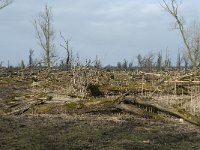 NL, Flevoland, Lelystad, Oostvaardersplassen 40, Saxifraga-Willem van Kruijsbergen