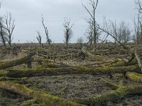 NL, Flevoland, Lelystad, Oostvaardersplassen 45, Saxifraga-Willem van Kruijsbergen