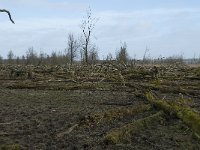 NL, Flevoland, Lelystad, Oostvaardersplassen 46, Saxifraga-Willem van Kruijsbergen