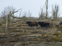 NL, Flevoland, Lelystad, Oostvaardersplassen 52, Saxifraga-Willem van Kruijsbergen