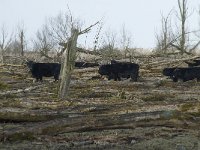 NL, Flevoland, Lelystad, Oostvaardersplassen 54, Saxifraga-Willem van Kruijsbergen