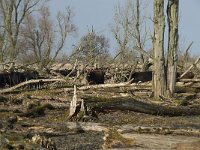 NL, Flevoland, Lelystad, Oostvaardersplassen 55, Saxifraga-Willem van Kruijsbergen