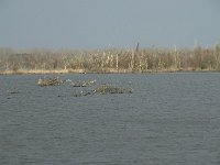 NL, Flevoland, Lelystad, Oostvaardersplassen 58, Saxifraga-Willem van Kruijsbergen