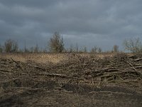 NL, Flevoland, Lelystad, Oostvaardersplassen 6, Saxifraga-Willem van Kruijsbergen