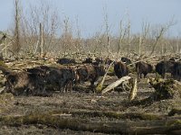 NL, Flevoland, Lelystad, Oostvaardersplassen 62, Saxifraga-Willem van Kruijsbergen