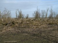 NL, Flevoland, Lelystad, Oostvaardersplassen 69, Saxifraga-Willem van Kruijsbergen