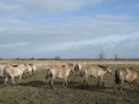 NL, Flevoland, Lelystad, Oostvaardersplassen 80, Saxifraga-Willem van Kruijsbergen