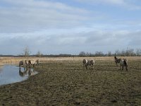 NL, Flevoland, Lelystad, Oostvaardersplassen 83, Saxifraga-Willem van Kruijsbergen